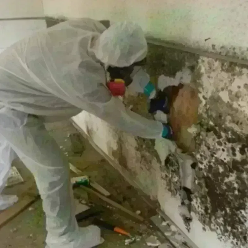 Mold Remediation and Removal in Sharp County, AR